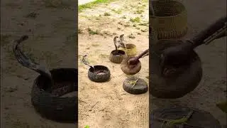 #snake #jaffna #trending #jaffnatown #exploreyarltours #gotojaffna #todayviralvideo #paampu