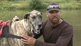 Alternative PTSD Therapies:  Service Dogs