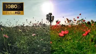 Flowers | COLOR GRADING PART 73