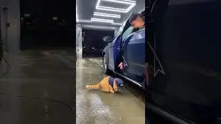 ULTRA REAL FAT ORANGE CAT DESTROYS LUXURY CAR AT CAR WASH?! 😱 SUPER REALISTIC CGI #cat #shorts