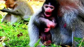 Ah ! What is this newborn?Tima not allow new baby Timo to somewhere, Newborn very cute & lovely