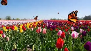 Relaxing Summer Field + Calm Piano Music &bull; Stress Relief & Healing