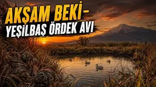 Akşam Beki Yeşilbaş &Ouml;rdek Avı-&Ccedil;ipil Suda Akşam Beki- 2024-2025 akşam beki - Doğu Anadolu &Ouml;rdek Beki