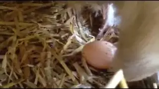 Perfect timing ... brahma hen laying an egg