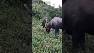 Beautiful Bull Moose