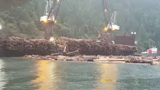Rainy Barge Load Out #forestry #logging #boomman #barge #loadout #fyp #logger #xyzbca #viral #work