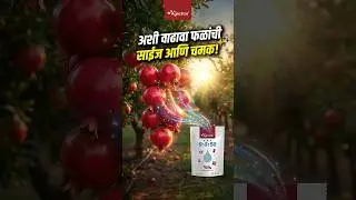 फळांना शायनिंग हवी असेल तर हे करा | Best Fertilizer for Fruit Harvest | #shorts