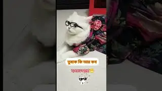 আমাদের হুসনা বানু😁 #everyone #youtubeshorts #cat #foryou #funnyvideo #funnyshorts @Highlight