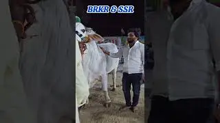 Rentachinthala Senior 1st prize winner's BRKR & SSR Bulls