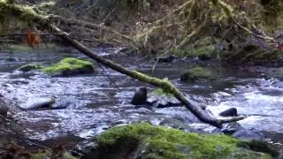 Goodman Creek - January 25, 2014