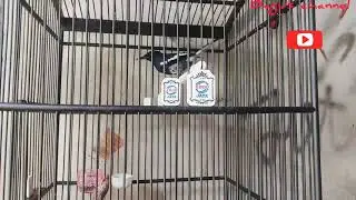 kELEBIHAN & KEKURANGAN KACER Tretes