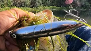 Fish Could Not Resist This Top Water (INSANE BLOWUPS!)