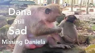 Dana Still Sad, Missing Baby Monkey Daniela, Passed Away Five Days Ago, Pity Poor Mom Dana Sad