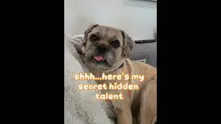 This is Ernie the Porkie's secret hidden talent 🐾✨ #ErnieThePorkie #dogshorts #funnydogvideos