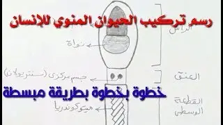 رسم تركيب الحيوان المنوي للإنسان خطوة بخطوة بطريقة مبسطة/ أحياء ثانوية عامة