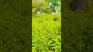 piloz subskaraib #Shorts#viral#youtubeshorts🔥🔥