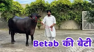 चमक गई क़िस्मत - किसान के घर पैदा हुई बुलेट की शानदार बेटी - HSB Betab 