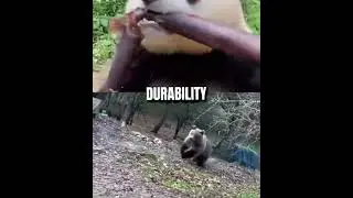 PANDA VS GRIZZLY BEAR #shorts