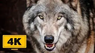 Wolf Free Stock Video in 4K - Wolf Free Stock Footage - No copyright Wolf Videos