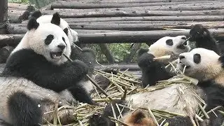 Why are pandas black and white?