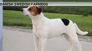 Meet the newest breed in American Kennel Club&rsquo;s lineup