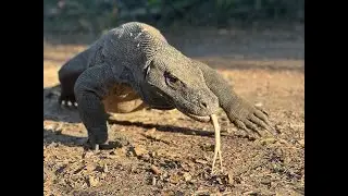 Komodo Island, Indonesia 2023