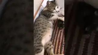 mother and kitten moment 🐾😻❤️ #funny #pets #catcomedy #catvideos #reaction #fun #shaababies #comedy