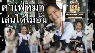 บุกคาเฟ่เจ้าหมาที่มีมากถึง 150 ตัว !!! | MOREYES