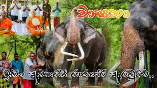 You Won't Believe This Elephant's Big Day! අපේ වාසනා මහා සංඝරත්නගේ ආශිර්වාද මැද රාජකාරී අරඹමින්