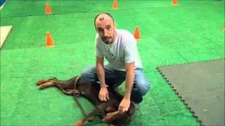 K9 Enforcement Training Academy Real Reviews