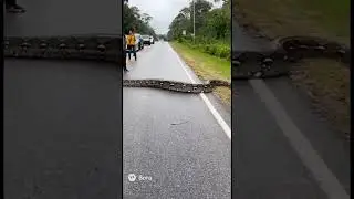 HUGE SNAKE CROSSES ROAD IN USA!! #shorts #viral