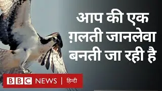 Wildlife के लिए कैसे जानलेवा बनता जा रहा है Plastic Waste और क्या हैं मुसीबतें? (BBC Hindi)