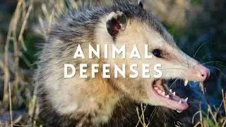 3rd-5th Grade: Animal Defenses