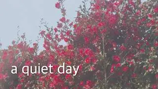 steady jeju daily vlog | a day of pouring coffee, places to stay, fritz, camellia flowers