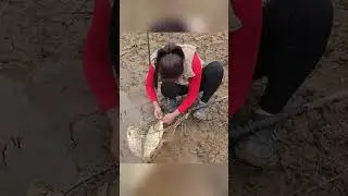 Beautiful Girl Traps Carp Using Primitive Methods | Harvests Big Fish to Sell at the Market