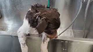 Utah Humane - Homecoming