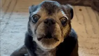 This Senior Dog Hates Everyone&hellip;Except His Own Family