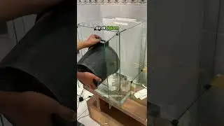 Review tank paludarium dengan misting asap #vivarium #paludarium #terrarium