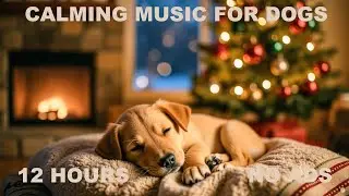 12 HOURS 🐶❄️ Silent Night Dog Sleep Video | Christmas Relaxation