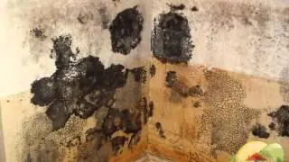 How to Clean Black Mold Abatement? San Jose CA