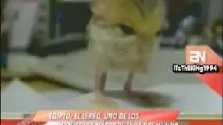 EN EGIPTO EL JERBO, UNO DE LOS MAMIFEROS MAS PEQUE&Ntilde;OS DEL MUNDO