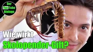 Skolopender - so wirkt ihr Gift