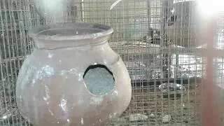 லவ் பேட்ஸ் பானை முறை