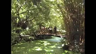 Champion Trees - Californ-i-a (Official Music Video)