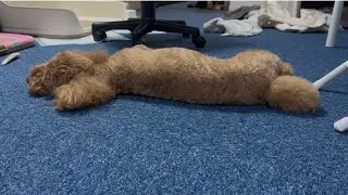 天くん、依然、予断を許さない状況..助けてください