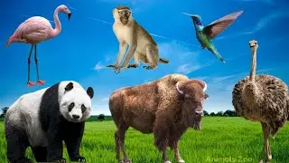 Amazing Animal Sounds: Panda, Emu, Bison, Birds, Monkey, Bobcat - Animal Moments