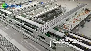 Tomato sorting machine/tomato sorter/tomato grading machine/vegetable processing packaging machine