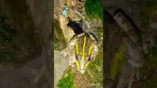 wonderful tree frogs sound #nature #treefrog #animals #frog calling #tending #viral #vlog #youtube