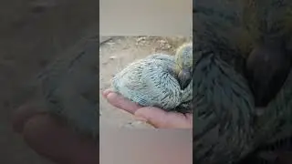 color breeding pigeons black