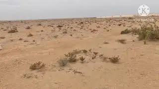 Desert Nature Beauty | Rocks, Wild Herbs and Natural Plants